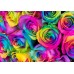 Two Dozen Rainbow Rose Bouquet